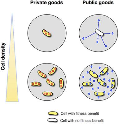 Why Quorum Sensing Controls Private Goods